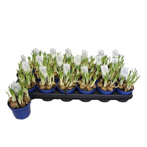 Bol op pot Crocus Jeanne D Arc (Wit)