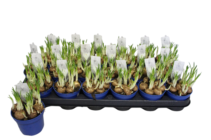 <h4>Bol op pot Crocus Jeanne D Arc (Wit)</h4>