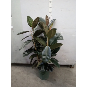 Ficus elastica 'Abidjan'