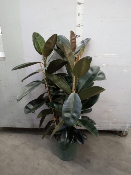 <h4>Ficus elastica 'Abidjan'</h4>