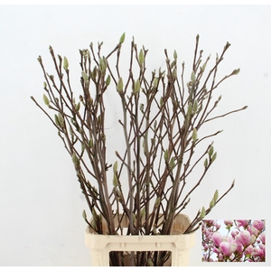 MAGNOLIA PER STEM 120CM