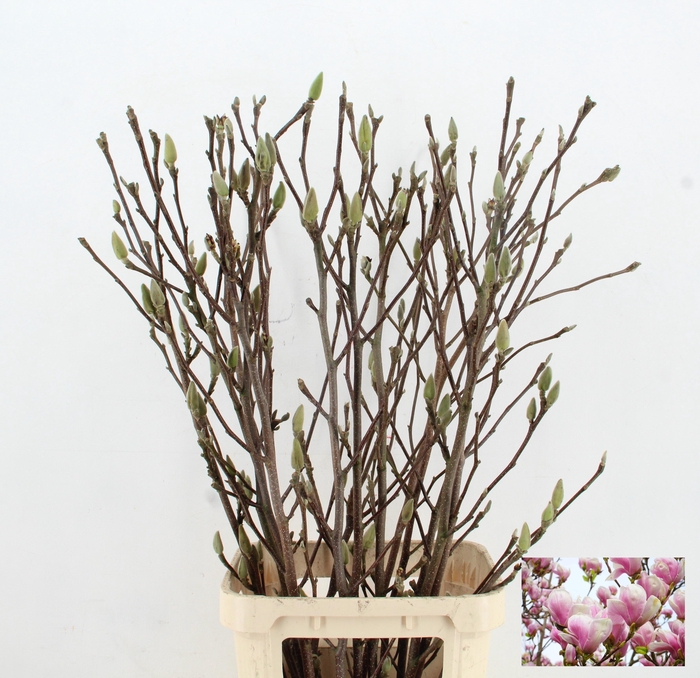 MAGNOLIA PER STEM 120CM