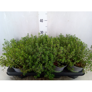 Thymus citriodorus