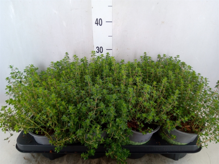 <h4>Thymus citriodorus</h4>