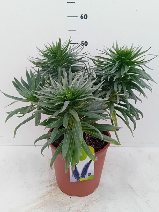 <h4>Echium webbii</h4>