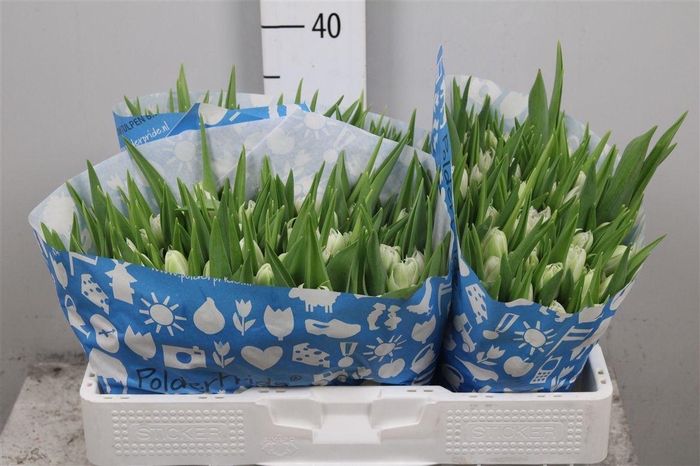 <h4>Tu Du Mondial</h4>