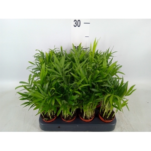 Chamaedorea elegans