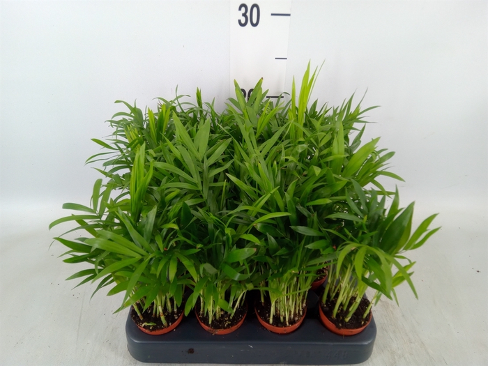 <h4>Chamaedorea elegans</h4>