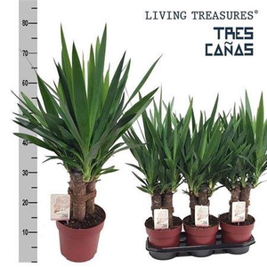 Yuc Elephantipes 3 Stek Pp