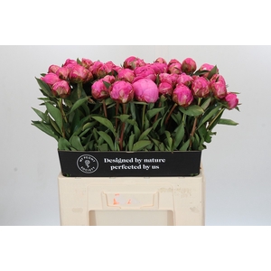 Paeonia Dr A Fleming