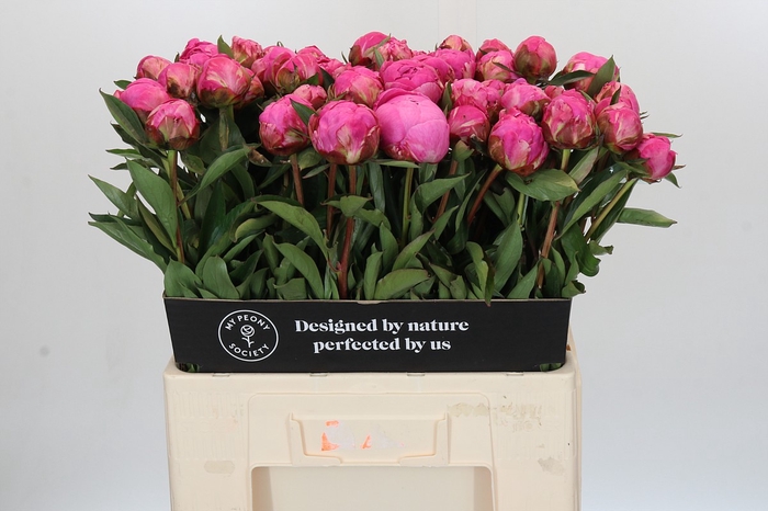 <h4>Paeonia Dr A Fleming</h4>