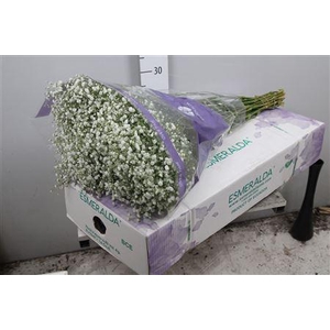 Gypsophila panic. 'Overtime'