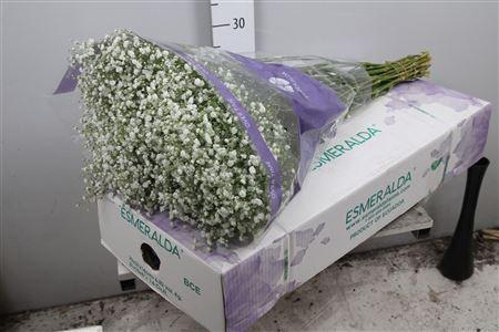 <h4>Gypsophila panic. 'Overtime'</h4>