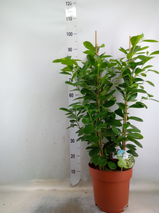 <h4>Ficus microcarpa 'Moclame'</h4>