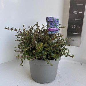 Ceanothus