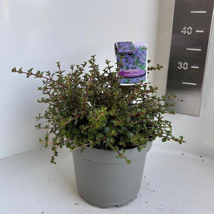 <h4>Ceanothus</h4>