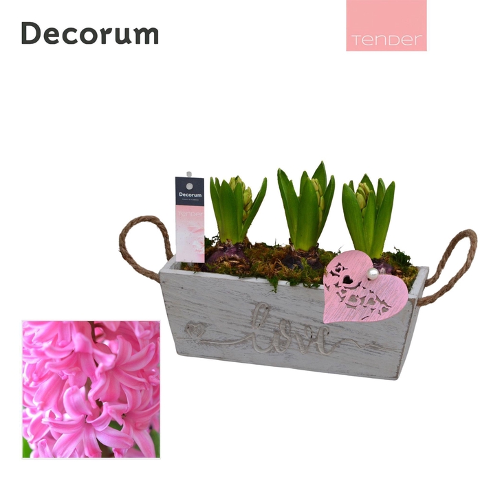 <h4>Hyacint Love & Timber HL15714 [TENDER]</h4>