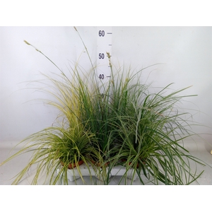 Carex   ...mix