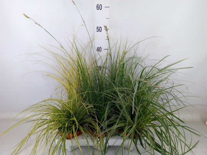 <h4>Carex   ...mix</h4>