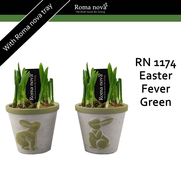 <h4>1174 - Easter Fever Green (Tete a Tete)</h4>