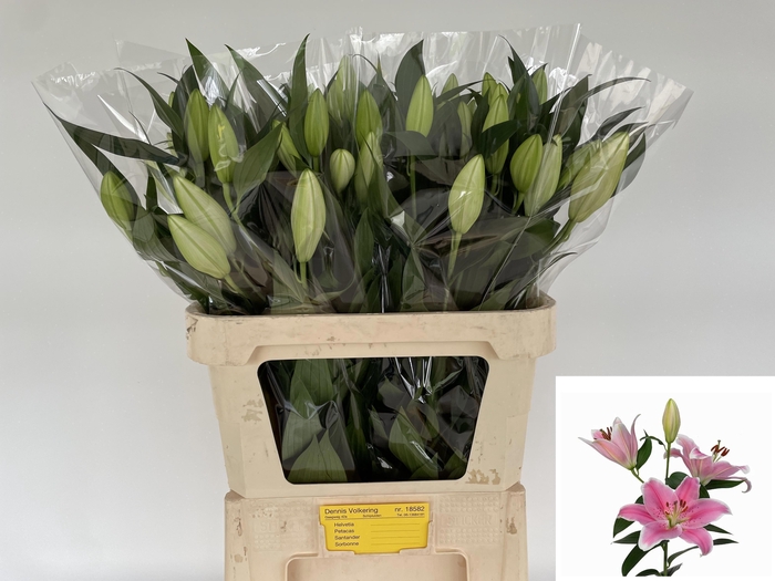 <h4>LI OR SORBONNE</h4>