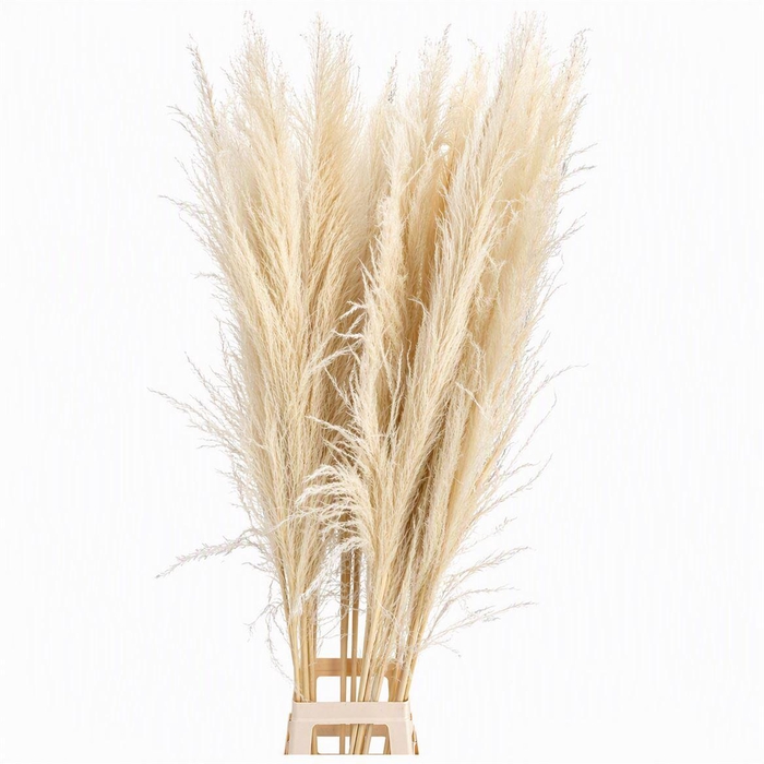 <h4>Dried Cortaderia Lao Grass Nat White P Stem</h4>