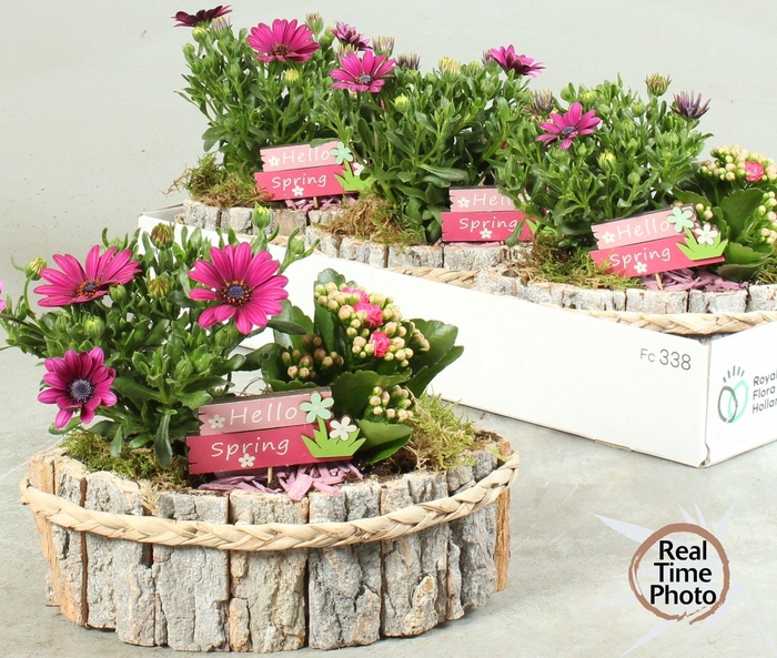 <h4>ARR TUINPLANTEN</h4>