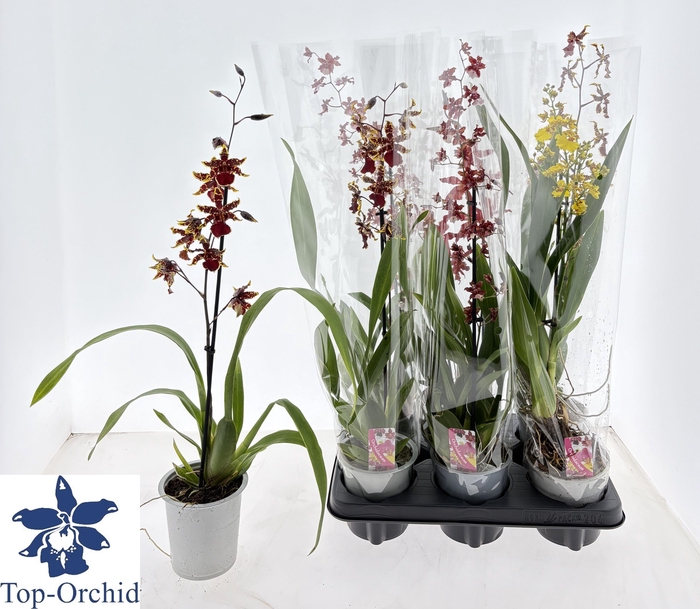 <h4>CAMBRIA GRP GEM</h4>