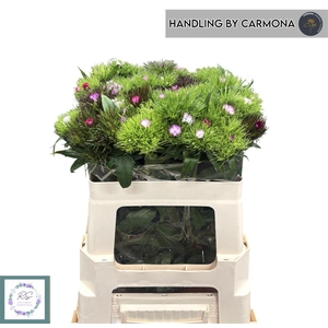 Di Barb S W Gem Fust