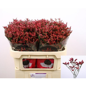 Limonium 'Scarlet Diamond'