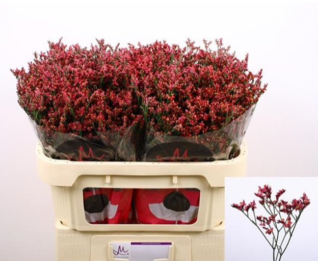 <h4>Limonium 'Scarlet Diamond'</h4>