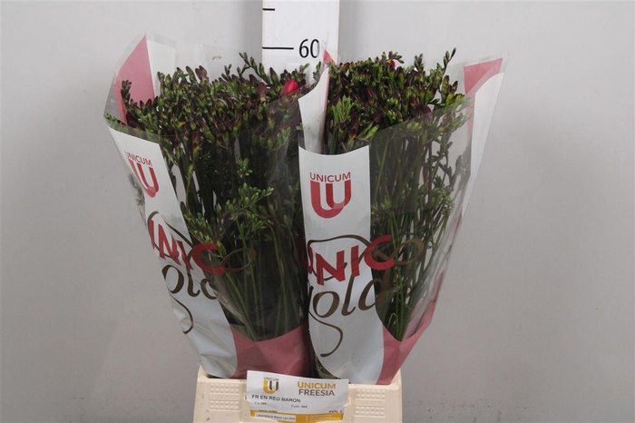 <h4>Fr En Red Baron</h4>