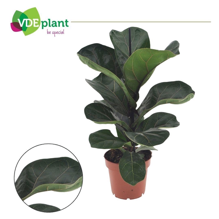 <h4>Ficus Lyrata Bambino</h4>