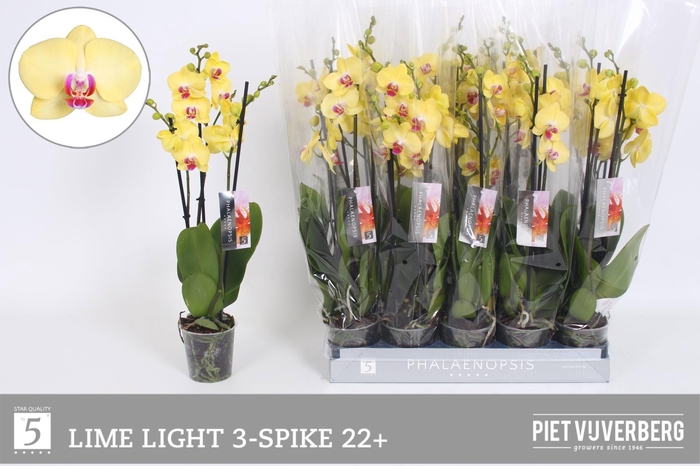 <h4>PHAL OV GEEL</h4>