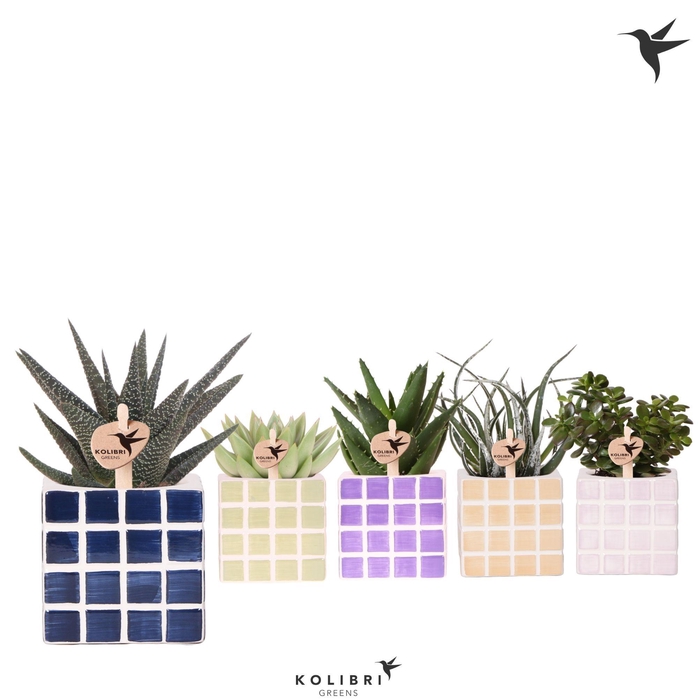 <h4>Kolibri Greens Succulenten mix in Mosa pot mix</h4>