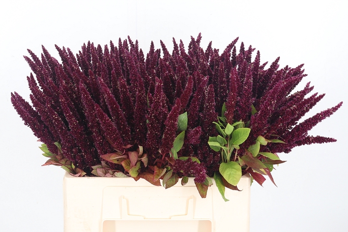 <h4>Amaranthus Rood</h4>