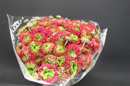 <h4>Cl Pon-pon Fanny</h4>