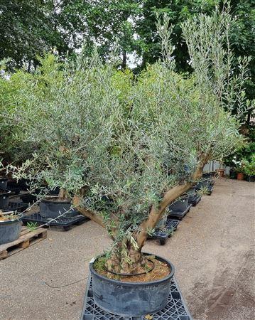 <h4>Olea Europaea Vertakt P80 H220 Nr21</h4>
