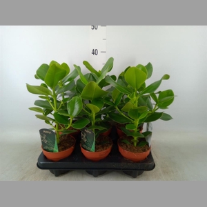 Clusia rosea 'Princess'