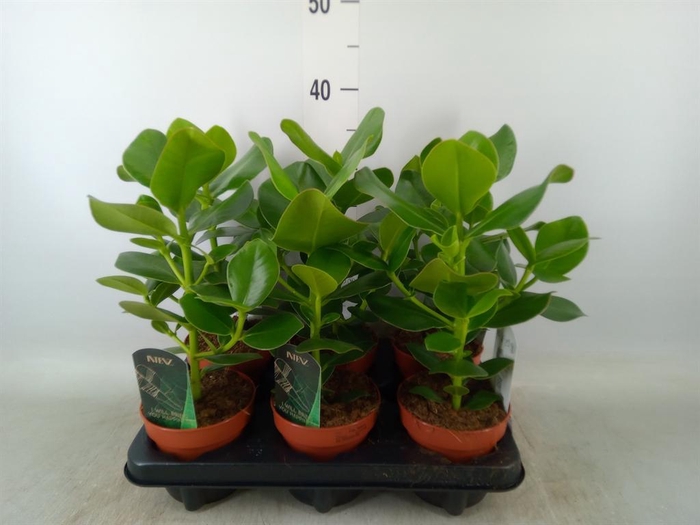 <h4>Clusia rosea 'Princess'</h4>