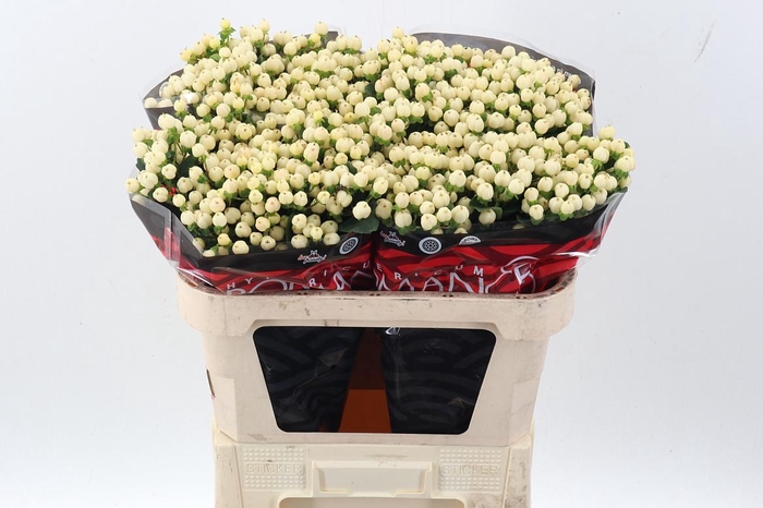 <h4>Hyp Cool Rom 70cm</h4>