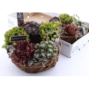 ARR SEMPERVIVUM