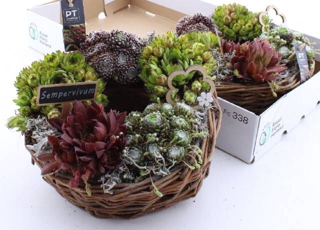 <h4>ARR SEMPERVIVUM</h4>