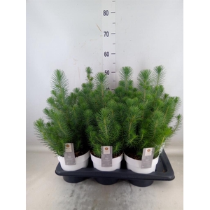 Pinus pinea 'Silver Crest'