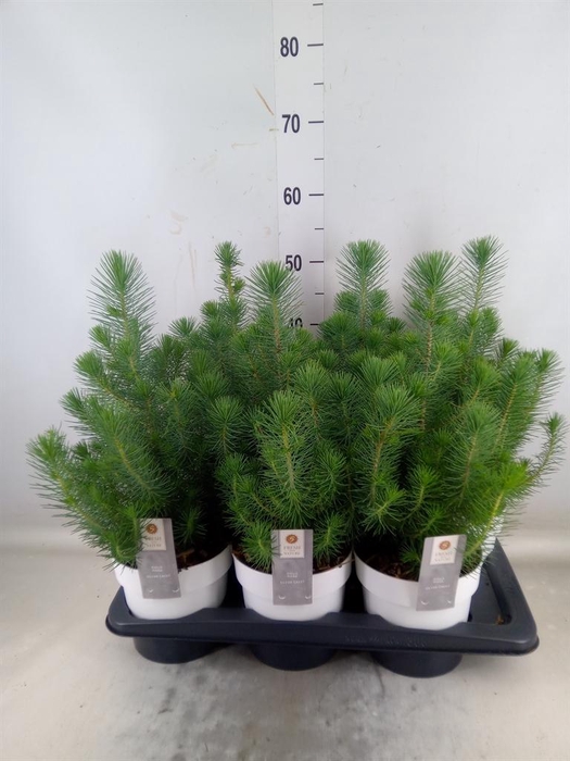 <h4>Pinus pinea 'Silver Crest'</h4>