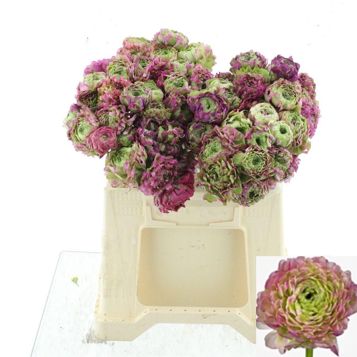 <h4>RAN PON PON MALVA</h4>