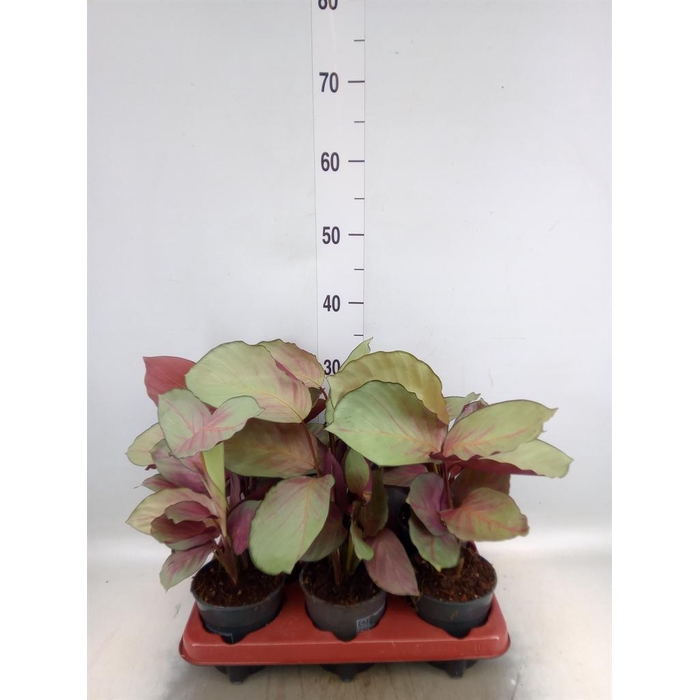 <h4>Calathea   ...</h4>