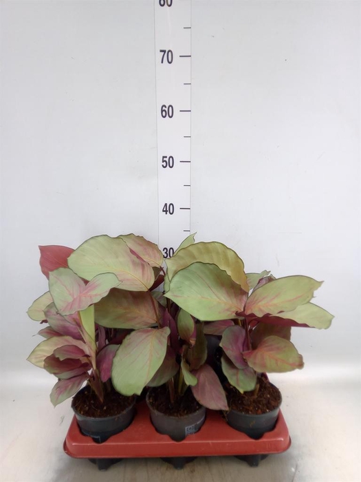 Calathea   ...