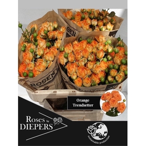 R TR ORA TRENDSETTER