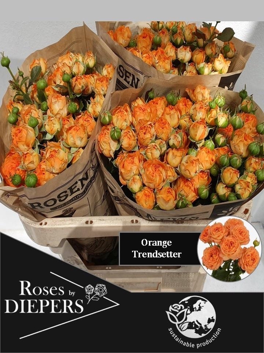 <h4>R TR ORA TRENDSETTER</h4>